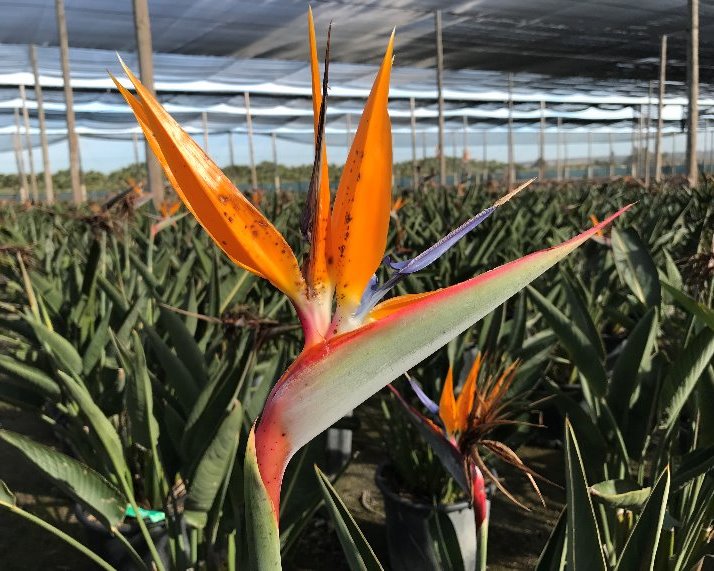 Mediterrane planten